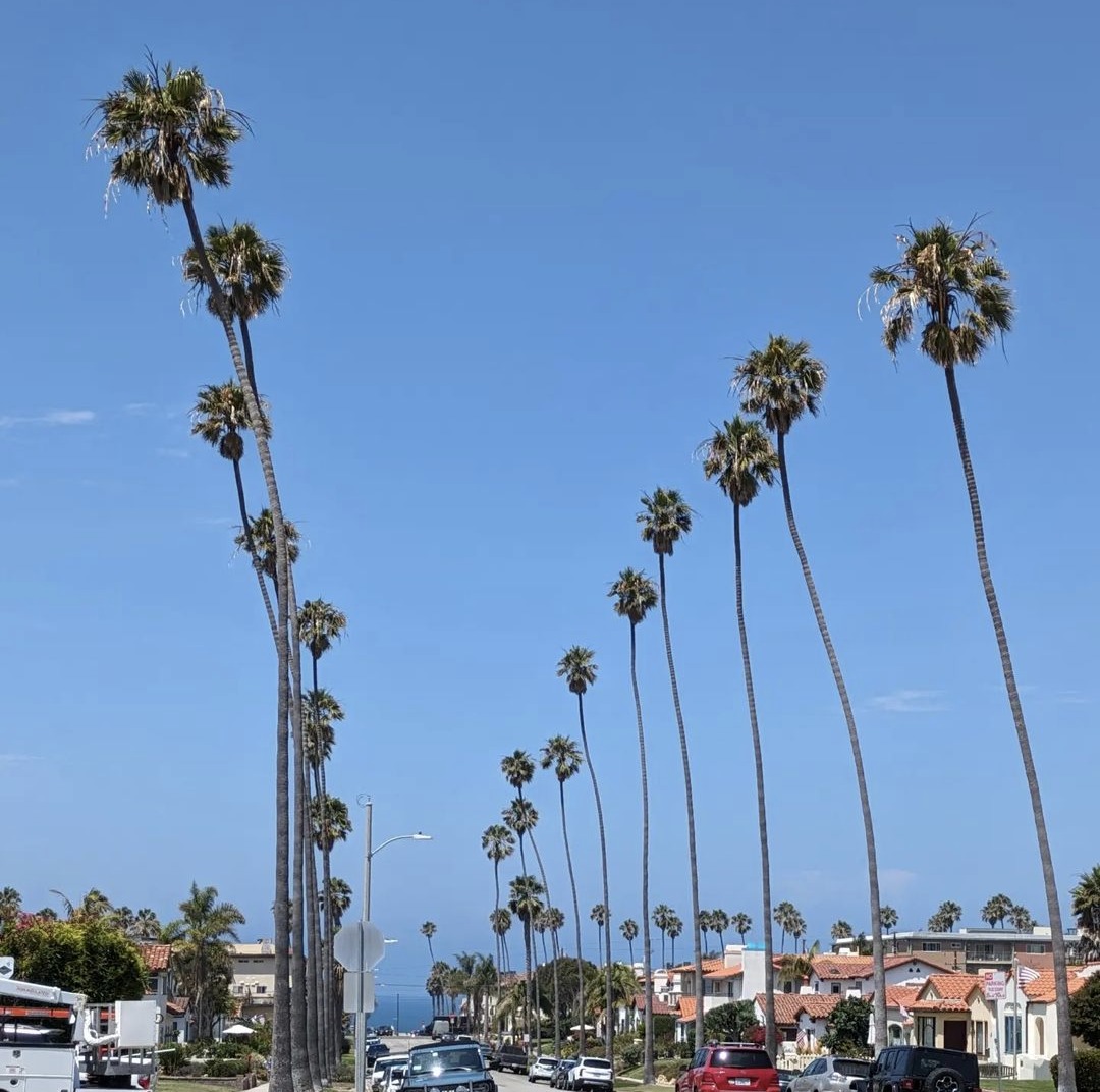 Palm-lined street near the salon in Redondo Beach